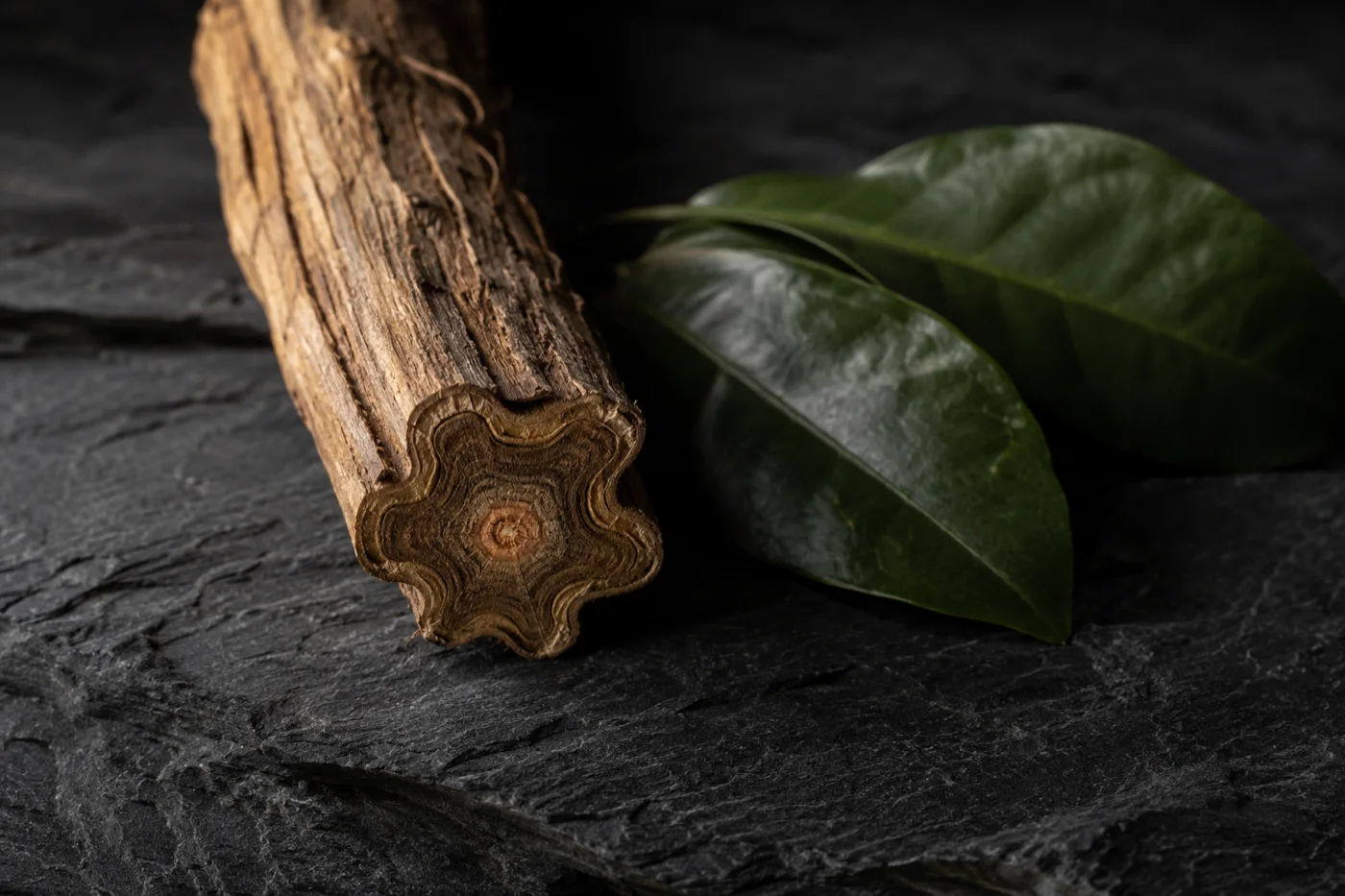 Liane d'ayahuasca (Banisteriopsis caapi), section étoilée, avec feuilles de chacruna