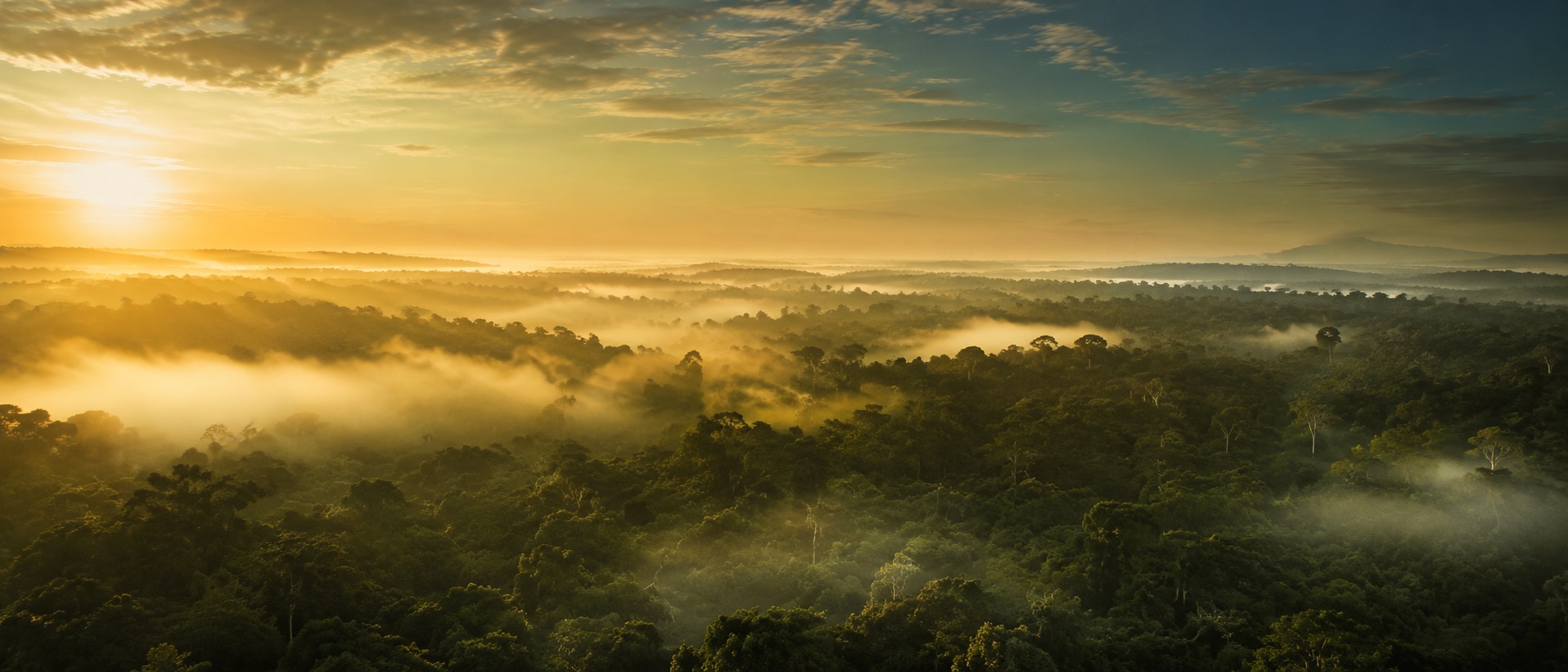 Illustration symbolique — canopée de forêt équatoriale vue d'avion, rubans de brume du matin entre les cimes