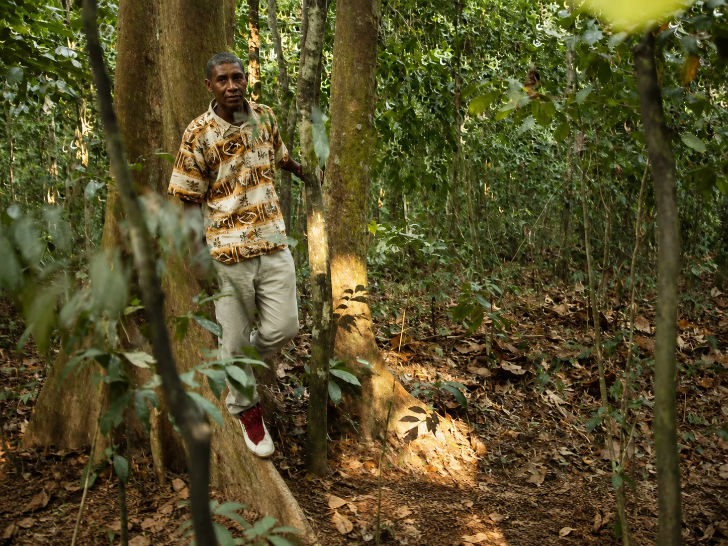 Un homme adossé à un grand arbre à contreforts, en pleine forêt