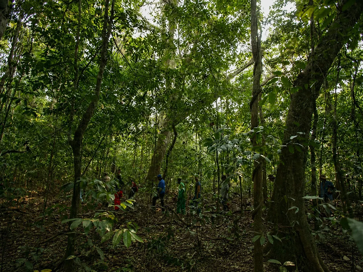 Une file de marcheurs traverse le sous-bois de la forêt équatoriale