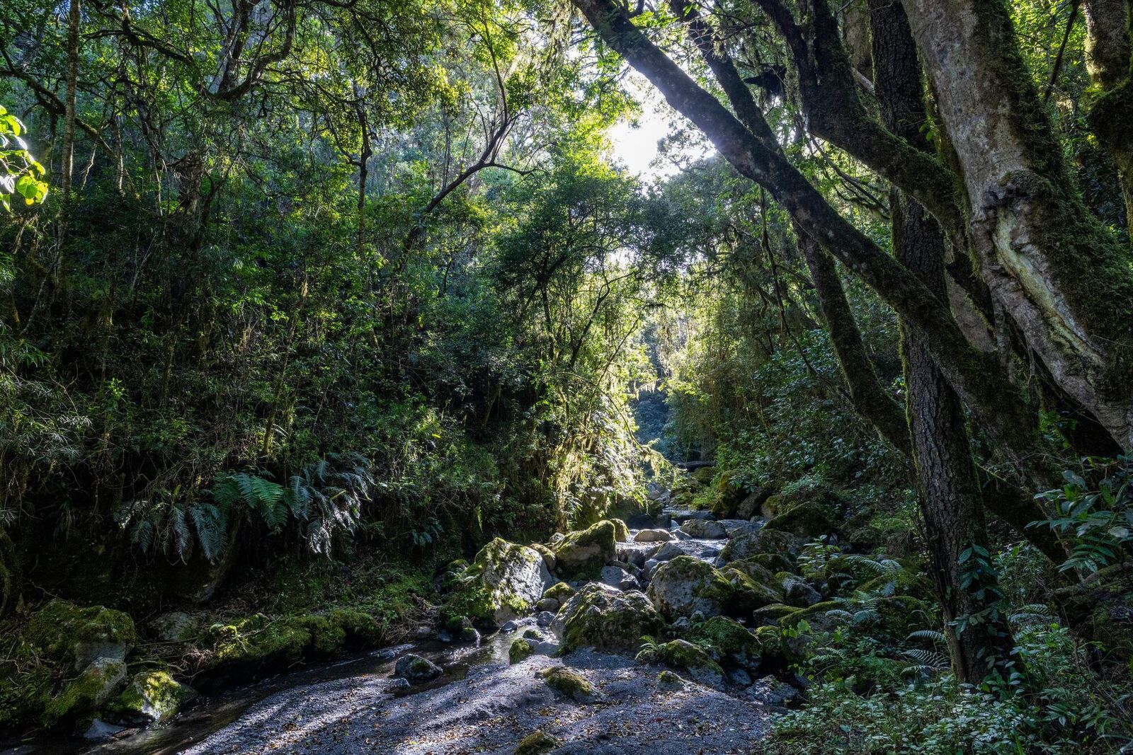 Forêt équatoriale gabonaise, patrimoine d'Ebando