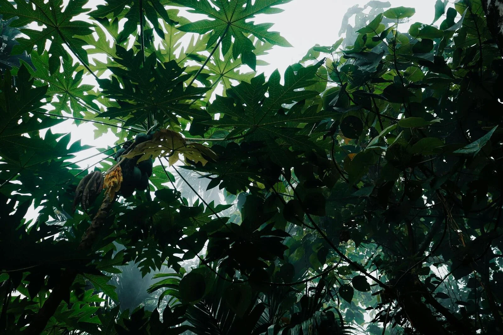Dense canopy of the equatorial forest, the call of the forest