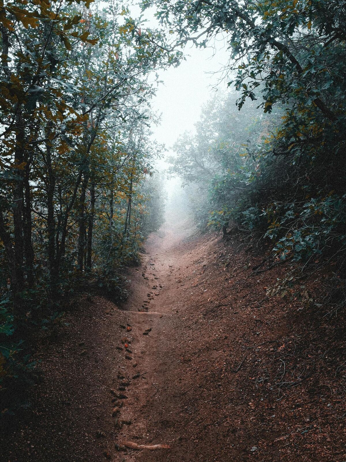Sentier brumeux en forêt équatoriale, le chemin de plus de cinquante ans d'Ebando