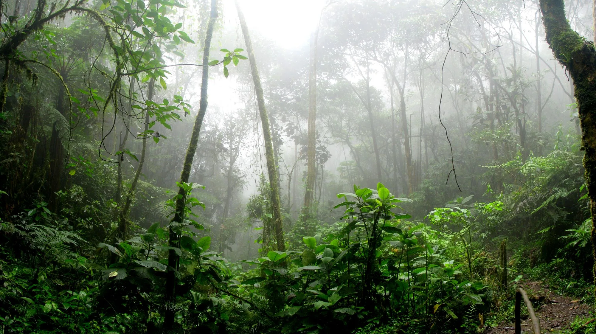 Misty path through the equatorial forest, the road of Ebando's more than fifty years
