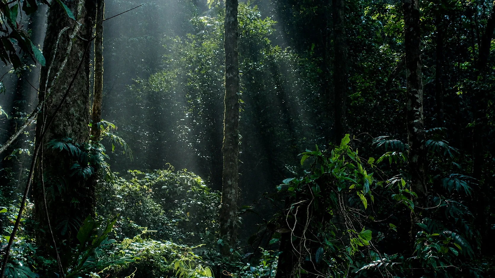 Forêt équatoriale gabonaise, patrimoine d'Ebando
