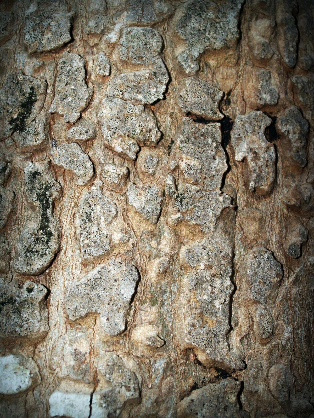 Écorce d'un arbre de la forêt gabonaise, texture vivante du bois sacré